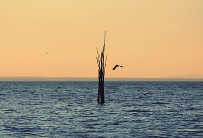 Silhouette of a bird in sea