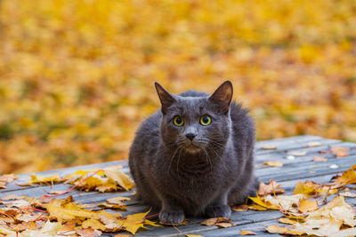 Portrait of cat lying on leaves during autumn