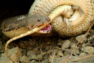 Close-up of snake biting lizard on field