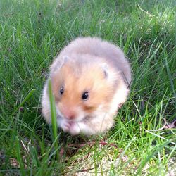 Puppy on grassy field