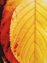 Full frame shot of yellow leaf