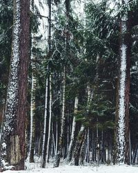 Low angle view of trees against sky