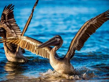 Birds flying over sea