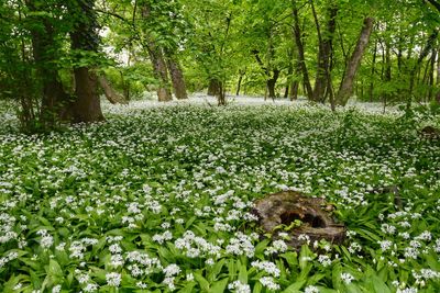 Flowers in park