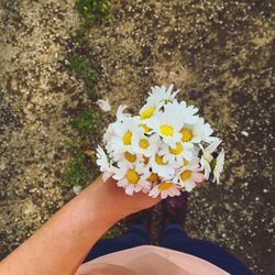 Close-up of daisy holding daisy