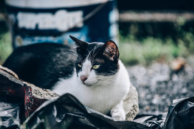 Close-up of a cat looking away