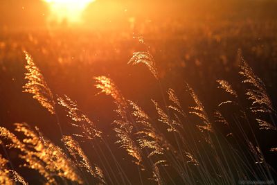 Close-up of stalks against bright sun