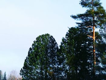 Low angle view of trees against clear sky