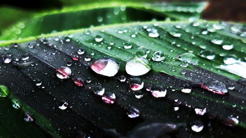 Close-up of raindrops on leaves