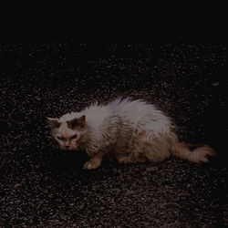 High angle view of cat sleeping