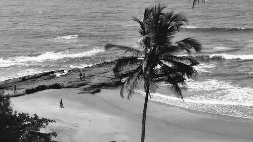 High angle view of palm tree on beach