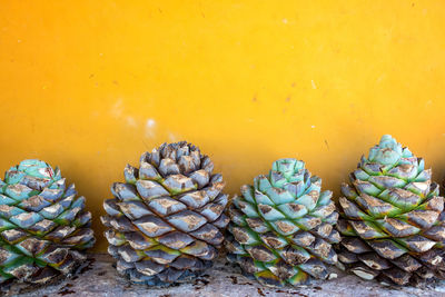 Close-up of blue agave pineapples against yellow wall