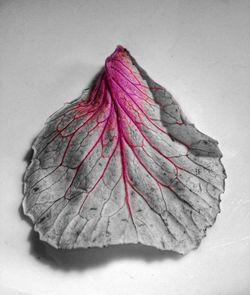 Close-up of leaf over black background