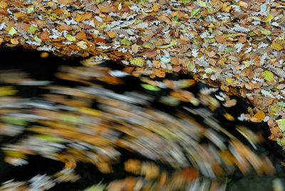 Full frame shot of autumn leaves