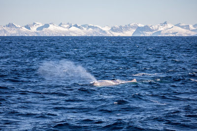 Whale in the sea in norway