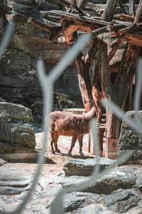 Deer in forest