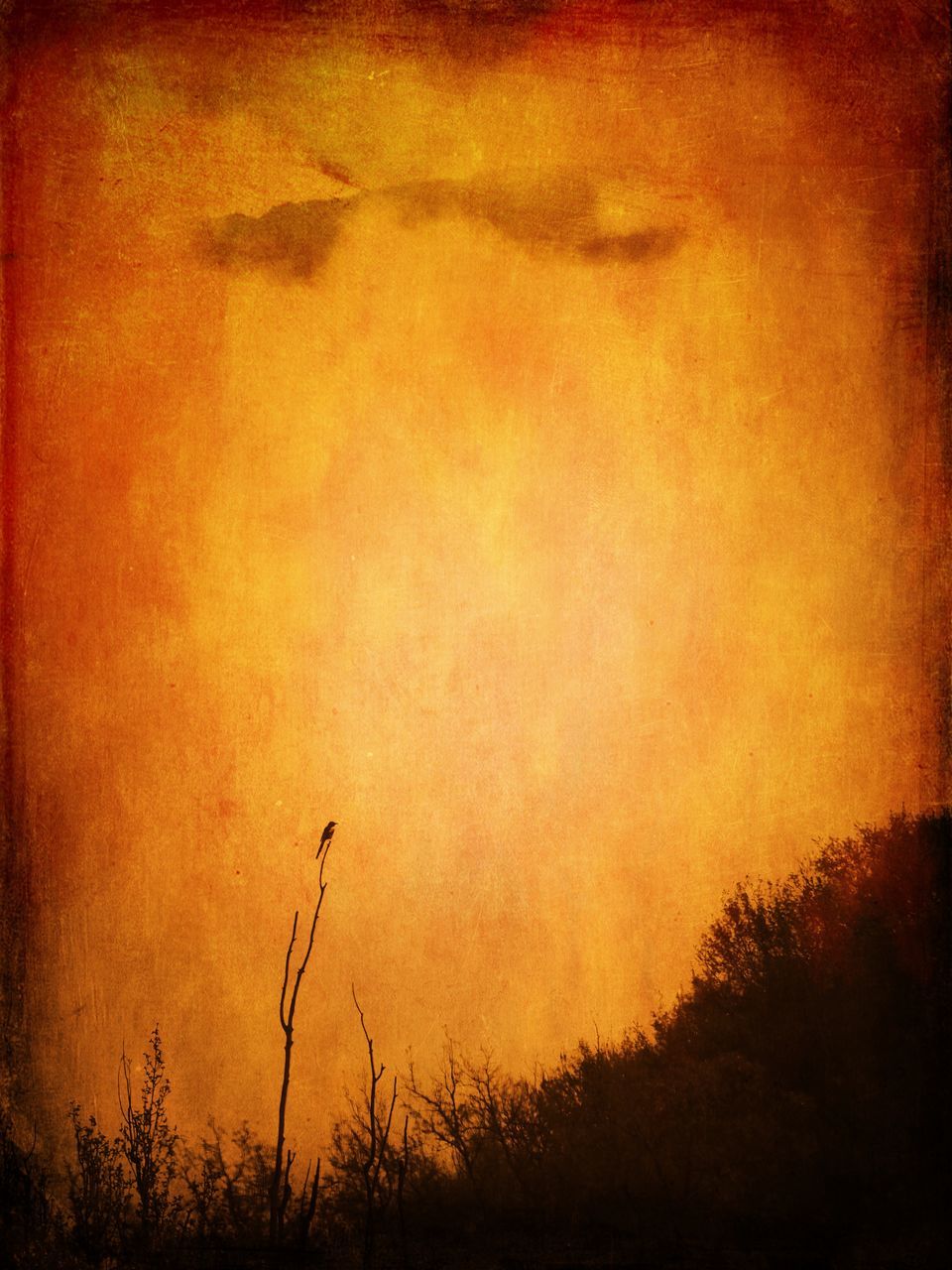 tree, nature, plant, orange color, no people, silhouette, forest, textured effect, sky, burning, fire, backgrounds, beauty in nature, auto post production filter, outdoors, tranquility, textured