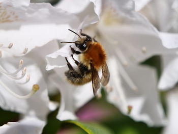 Close-up of bee pollinating on flower