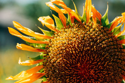 Close-up of sunflower on plant