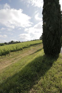 Scenic view of field against sky