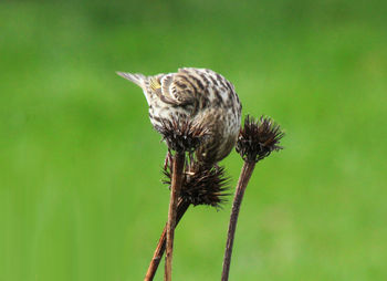 Close-up of a bird perching on a plant