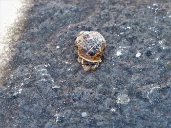 High angle view of shell on rock