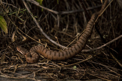 Close-up of lizard on ground