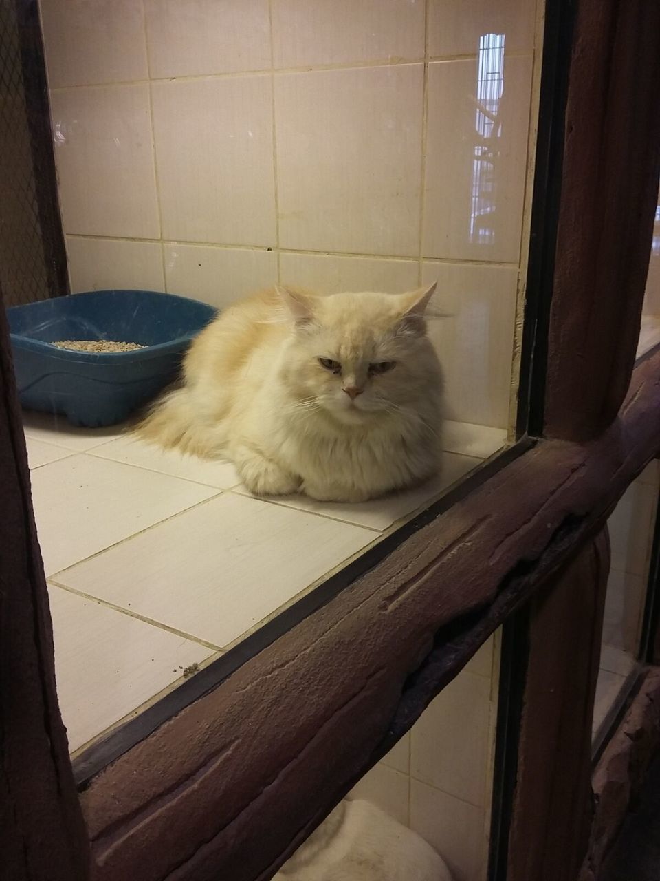 CAT SITTING ON TABLE