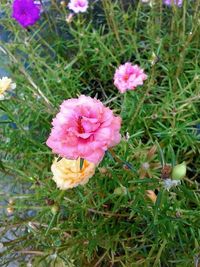 High angle view of pink flowers blooming on field