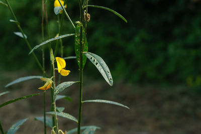 Close-up of yellow flowering plant on field