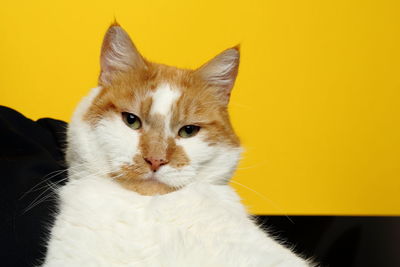 Close-up portrait of a cat