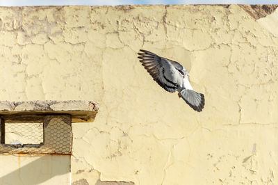 Close-up of pigeon on wall