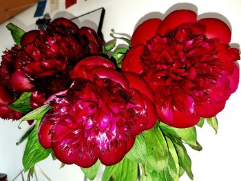 Close-up of red flowers