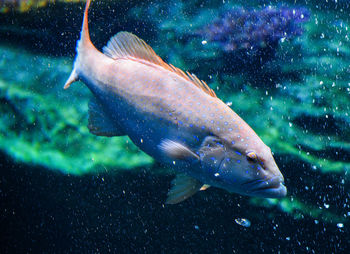 Close-up of fish swimming in aquarium