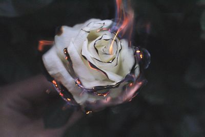 Close-up of burning white rose