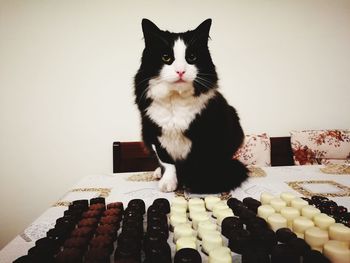 Portrait of cat sitting on floor