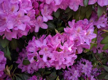 Close-up of pink flowers blooming outdoors