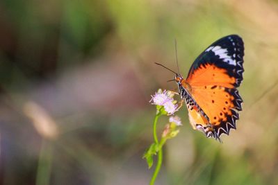 Close-up of butterfly pollinating on flower