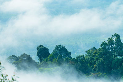 Scenic view of forest against sky