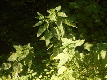 leaf