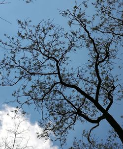 Low angle view of tree against sky