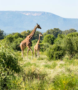 Giraffe crossing the trail in samburu park in central kenya