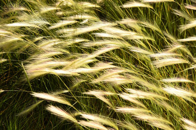 Full frame shot of wheat growing on field