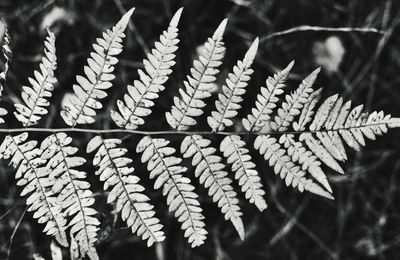 Close up of leaf