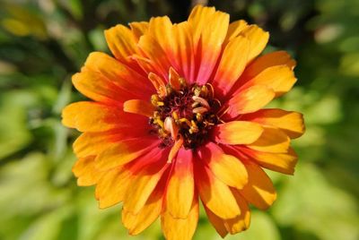 Close-up of orange flower