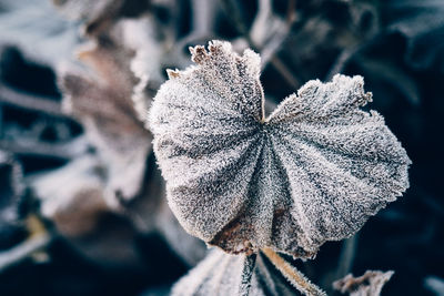 Close-up of frozen dry leaf