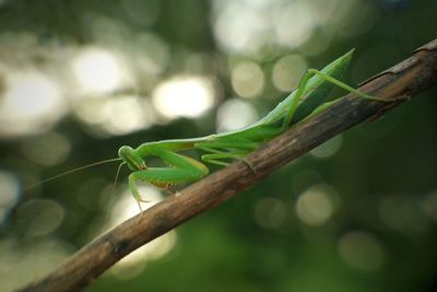 Close-up of grasshopper on branch