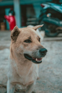 Close-up of a dog looking away