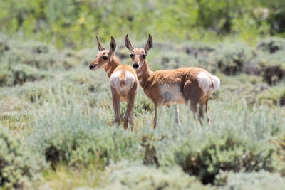 Pronghorn on plants in forest