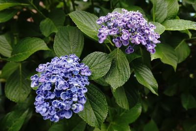 Close-up of purple flowers